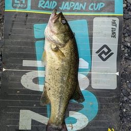 ラージマウスバス