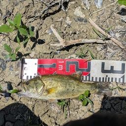 ラージマウスバス