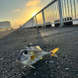 シロギス