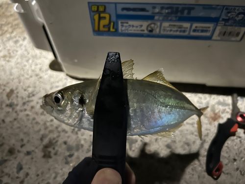 マアジの釣果