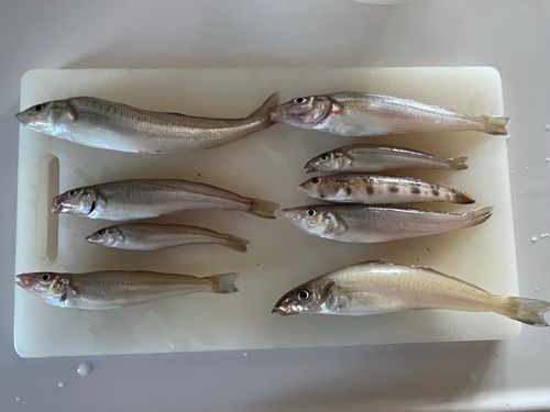 キスの釣果
