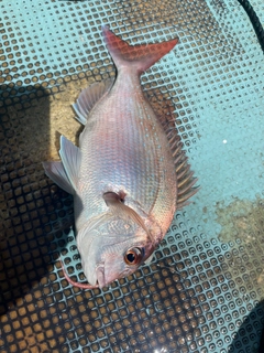 タイの釣果