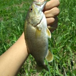 スモールマウスバス