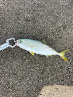 ワカシの釣果