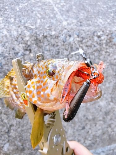 キジハタの釣果