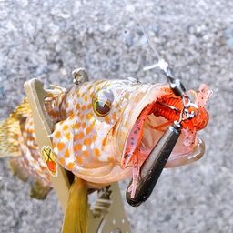 キジハタ