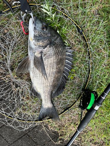 チヌの釣果