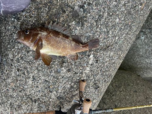 エゾメバルの釣果