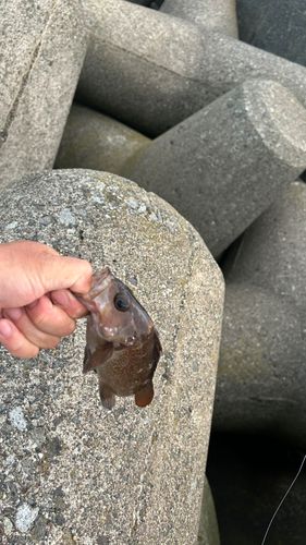 エゾメバルの釣果