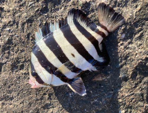 シマダイの釣果