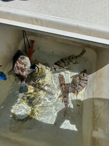 メイチダイの釣果