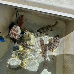 メイチダイ