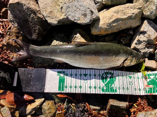 ウグイの釣果