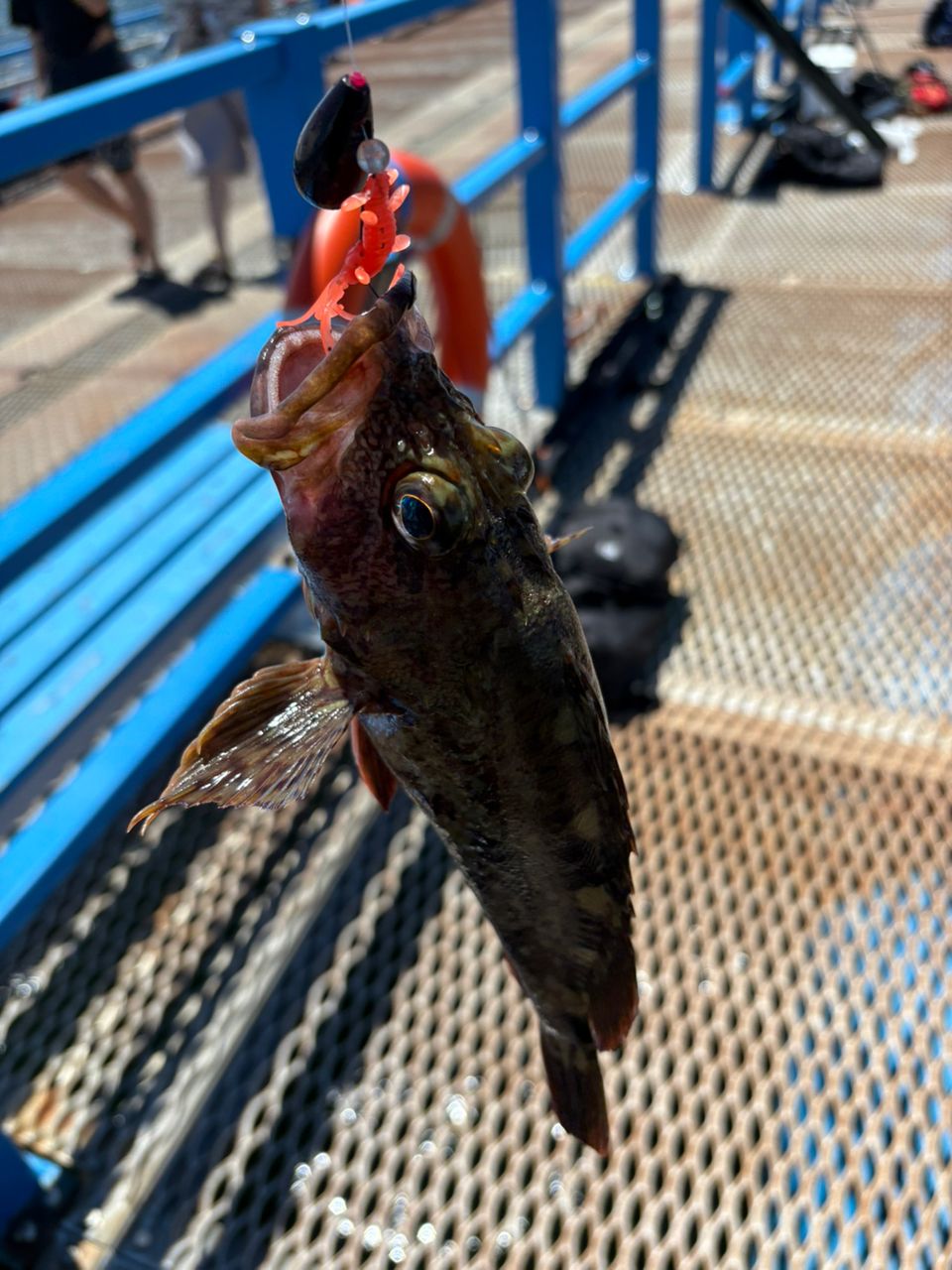 カサゴ
