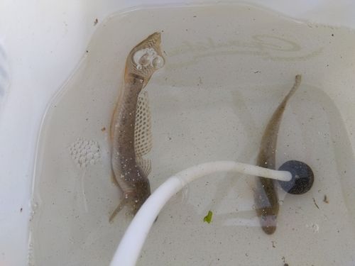 ハゼの釣果