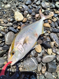 ショゴの釣果
