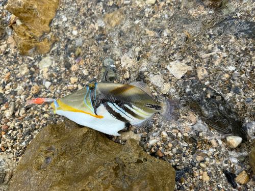 モンガラカワハギの釣果