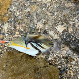 モンガラカワハギ