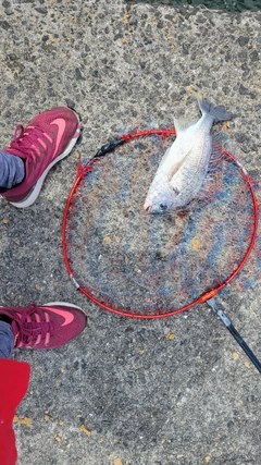 キビレの釣果