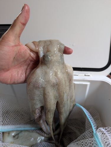 タコの釣果