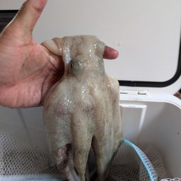 タコ