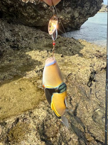 モンガラカワハギの釣果