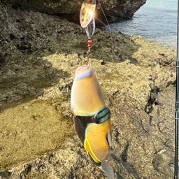 モンガラカワハギ