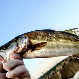 セイゴ（マルスズキ）