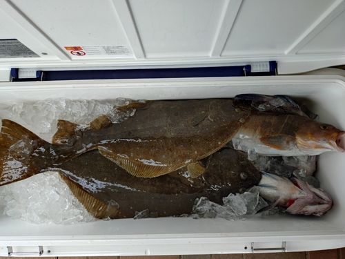 ヒラメの釣果