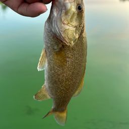 スモールマウスバス