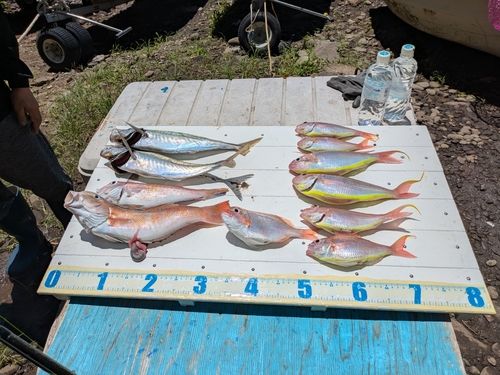 アマダイの釣果