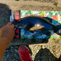 スモールマウスバス