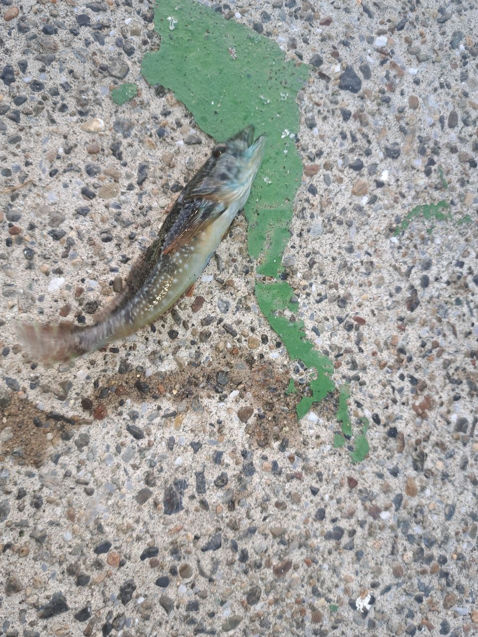 アナハゼ