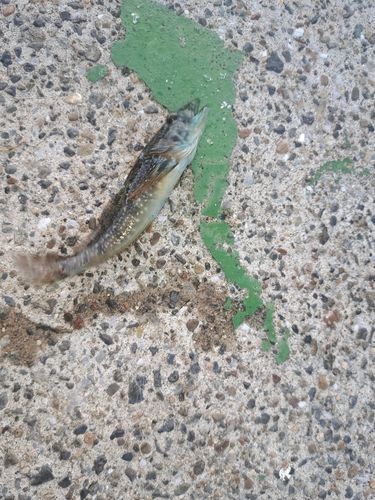 アナハゼの釣果