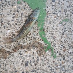 アナハゼ