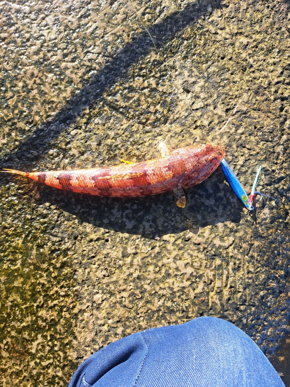 アナハゼ
