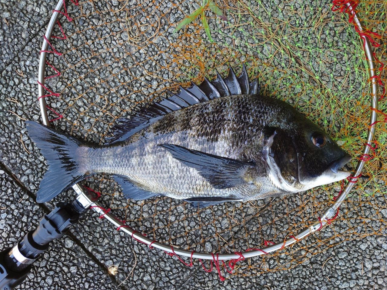 銅版画　魚チヌ かずです さんの 2025年07月21日のチヌの釣り・釣果情報(東京都