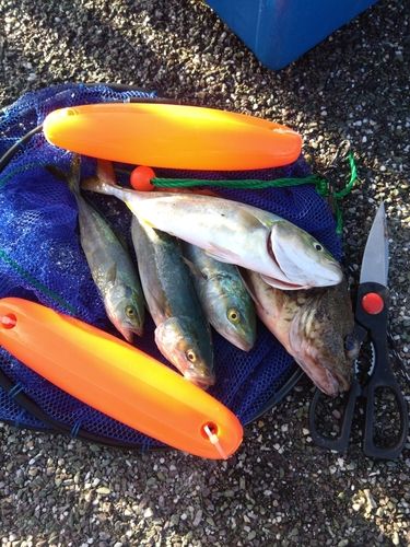 ツバスの釣果