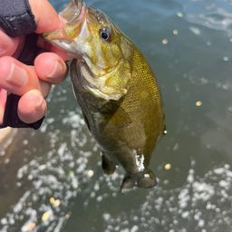 スモールマウスバス