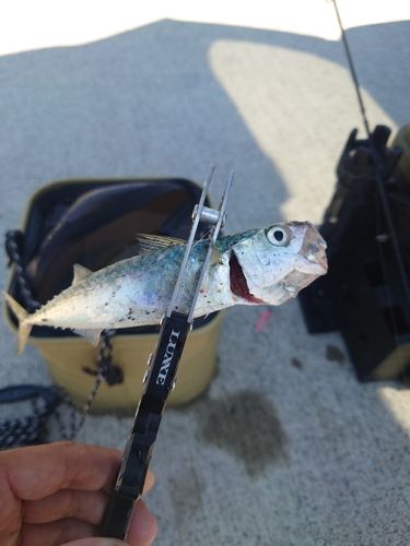 サバの釣果