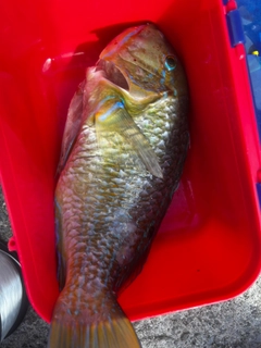 シロクラベラの釣果