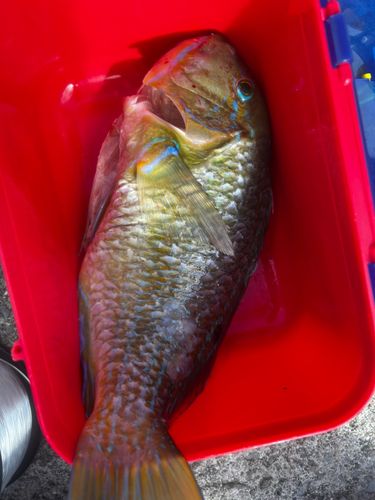 シロクラベラの釣果