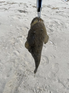 マゴチの釣果