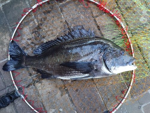 チヌの釣果