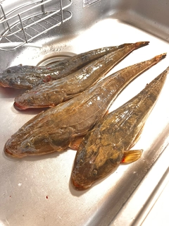 マゴチの釣果