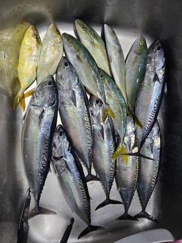 ソウダガツオの釣果