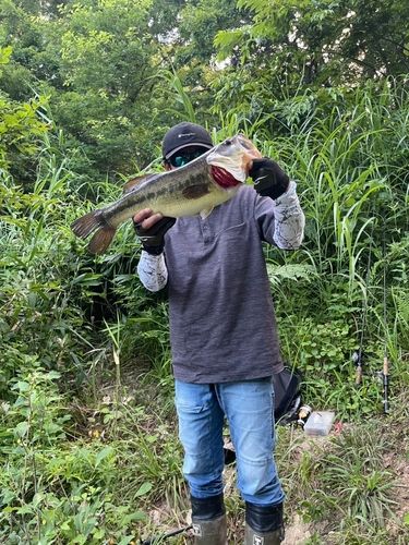 ラージマウスバスの釣果
