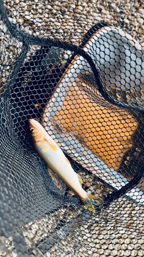 アユの釣果