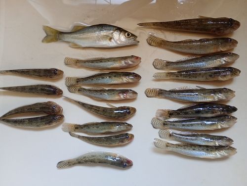 ハゼの釣果