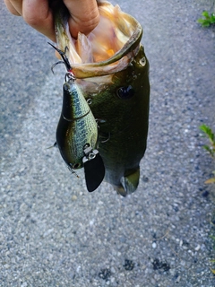 ラージマウスバスの釣果